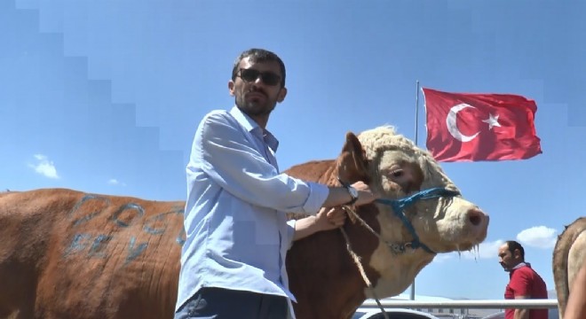  Kurban pazarının tonluk boğaları birbiriyle yarışıyor 